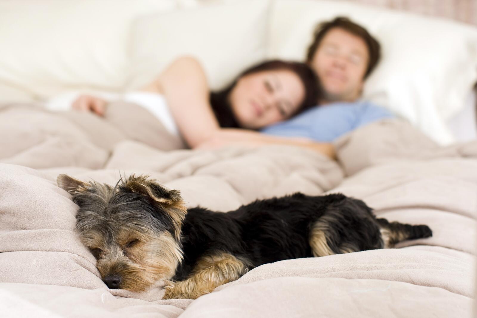 Do you sleep like a bear, dolphin, lion or wolf?