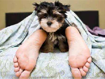 Why do dogs have a soft spot for the owner's bed (2)