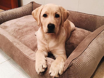 [Dog’s bedtime ceremony] Three reasons behind the crazy behavior of scratching the bed