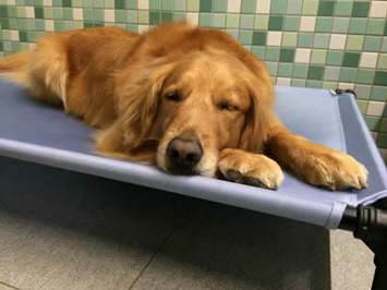 Dog Bed Choice-Spring, Summer and Autumn