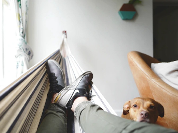 The dog insists not to sleep in the dog bed? Learn 3 ways to make it fall in love