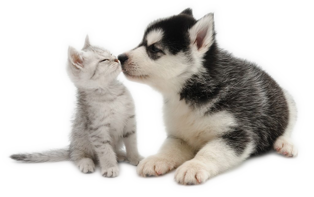 Mayo Clinic study finds people sleep better with their pets nearby but not in the bed with them